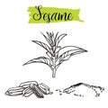 Beautiful vector hand drawn Sesame, seeds.ÃÂ 